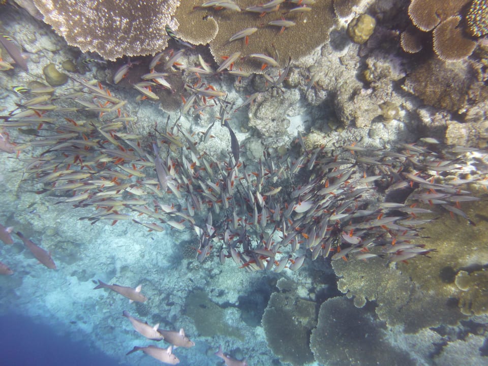 Beim schnorcheln am Riff Kuramathi Maldives