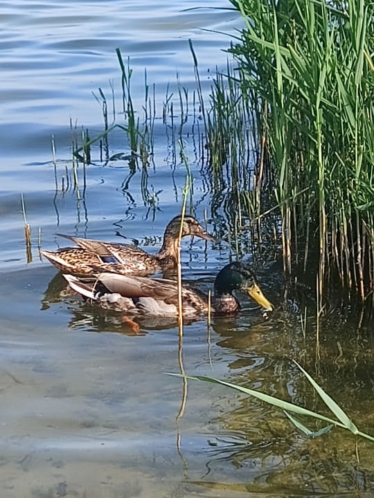 Ausblick Feriendorf Silz