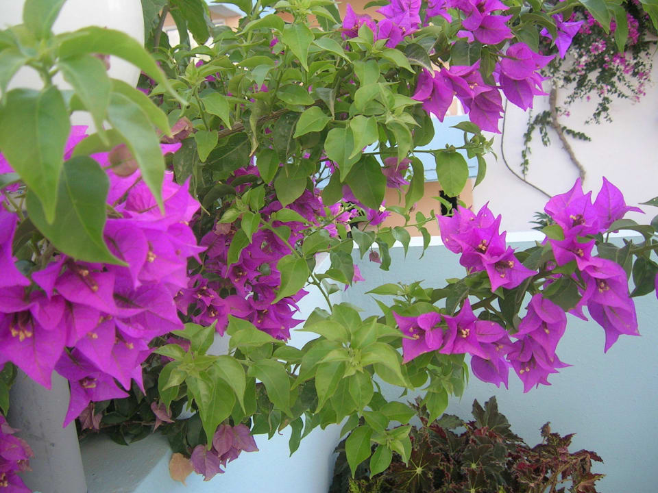 Garden Hotel Kathrin Beach