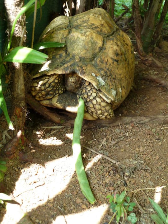 Balu - die Hausschildkröte mit Leckerli Hotel Panorama
