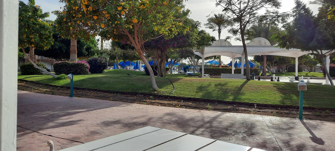 Gartenanlage Desert Rose