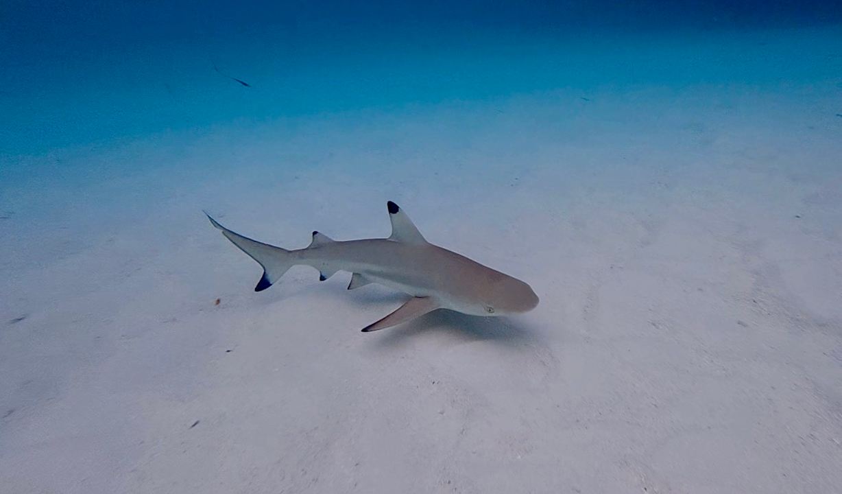 Strand Meeru Maldives Resort Island