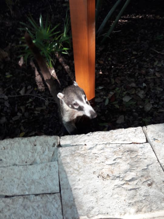 Sonstiges Catalonia Royal Tulum Beach & Spa Resort - Adults only