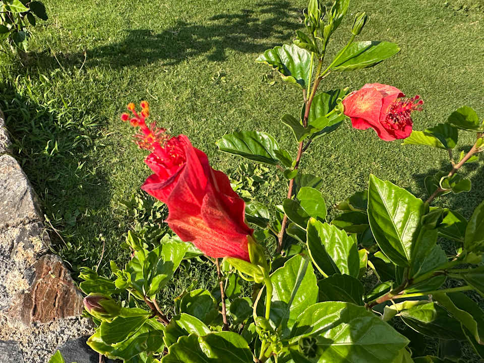 Gartenanlage Arina Beach Resort
