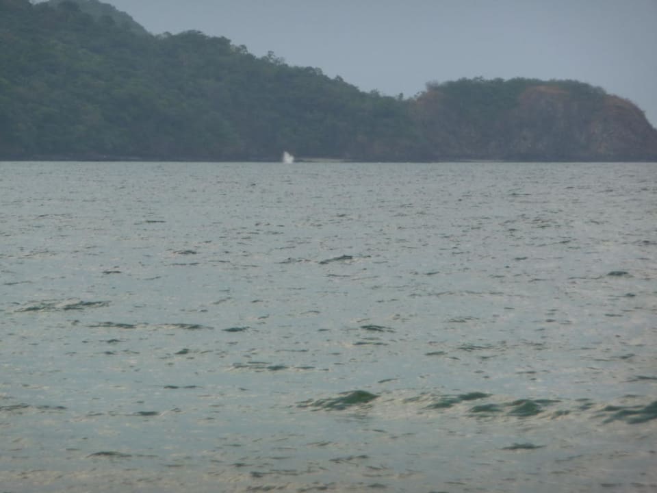 In der Ferne bläst ein Wal Wasser Hotel Riu Guanacaste