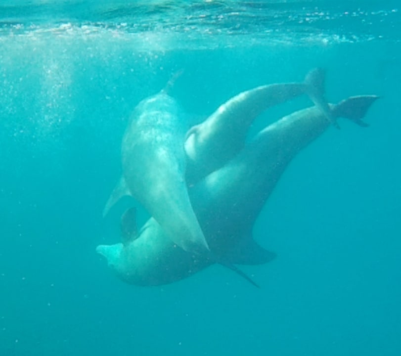 Strand Steigenberger Coraya Beach - Adults only