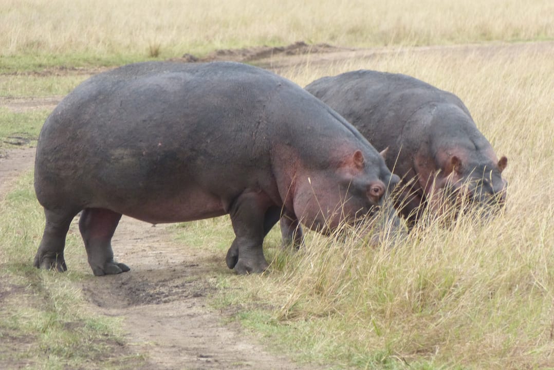 Sonstiges Aruba-Mara Camp