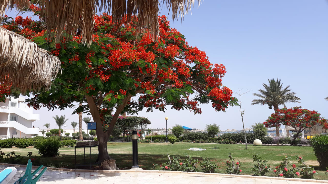 Gartenanlage Hurghada Long Beach Resort