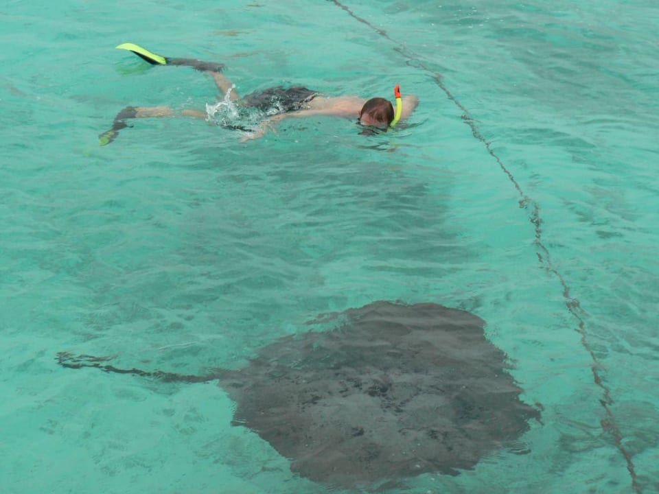 Schnorcheln mit den Stechrochen Summer Island Maldives