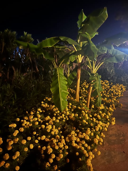 Gartenanlage Sunrise Resort Hotel