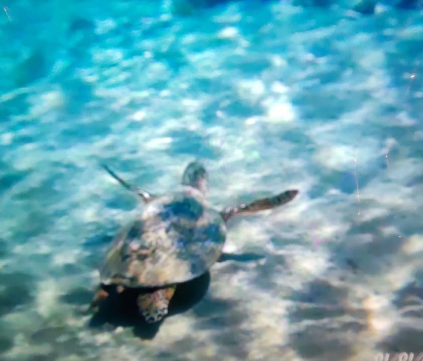 Sport & Freizeit Fort Arabesque Resort, Spa & Villas