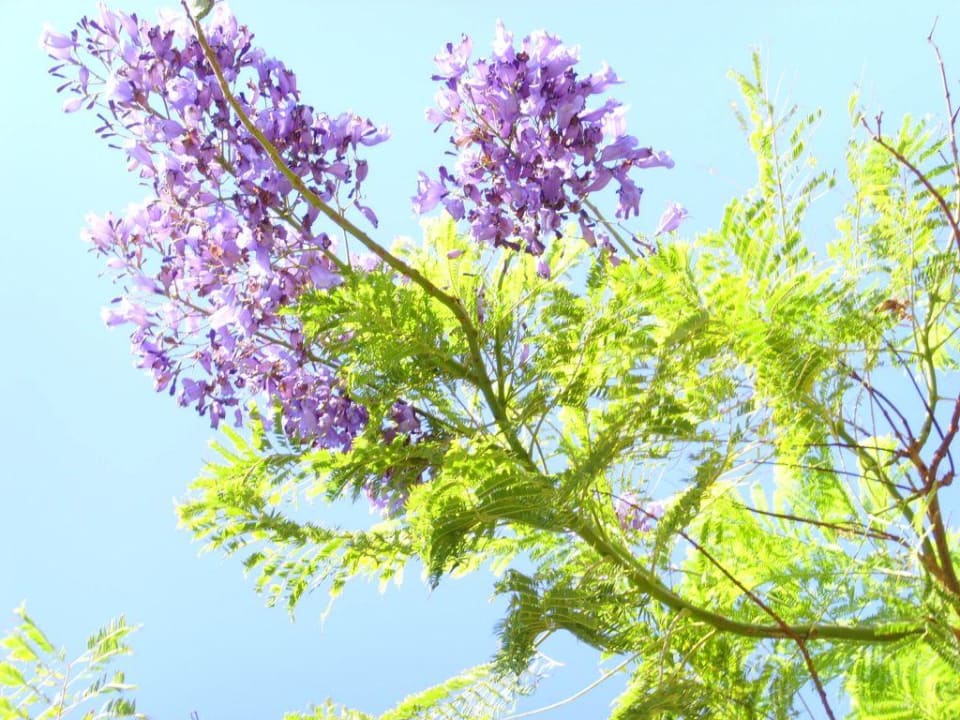 Hotel Four Seasons Resort Four Seasons Resort Sharm El Sheikh