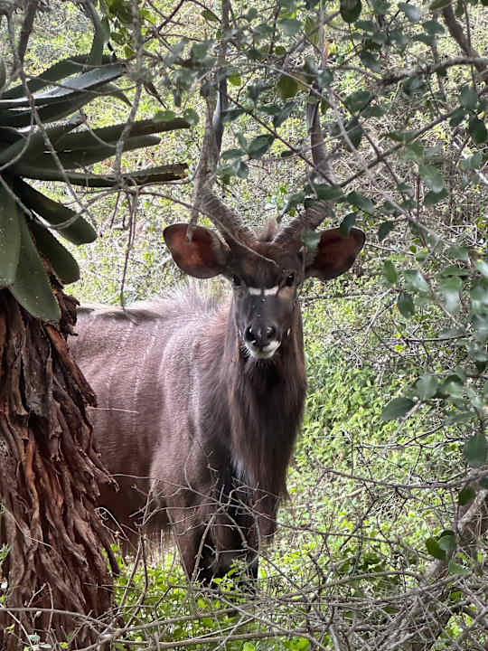 Außenansicht Kariega Game Reserve - River Lodge