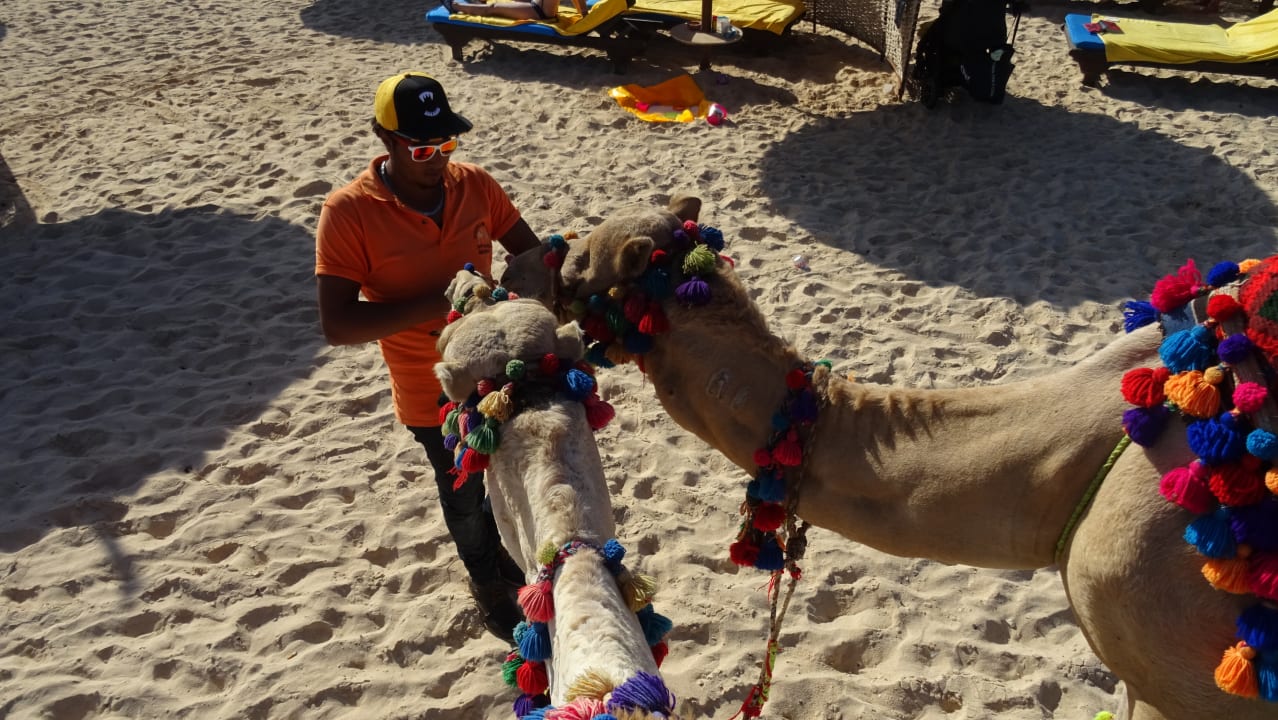 Das muss sein Novotel Marsa Alam Beach Resort