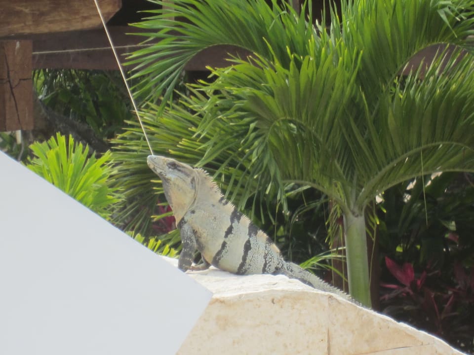 Sonstiges Secrets Akumal Riviera Maya - Adults only