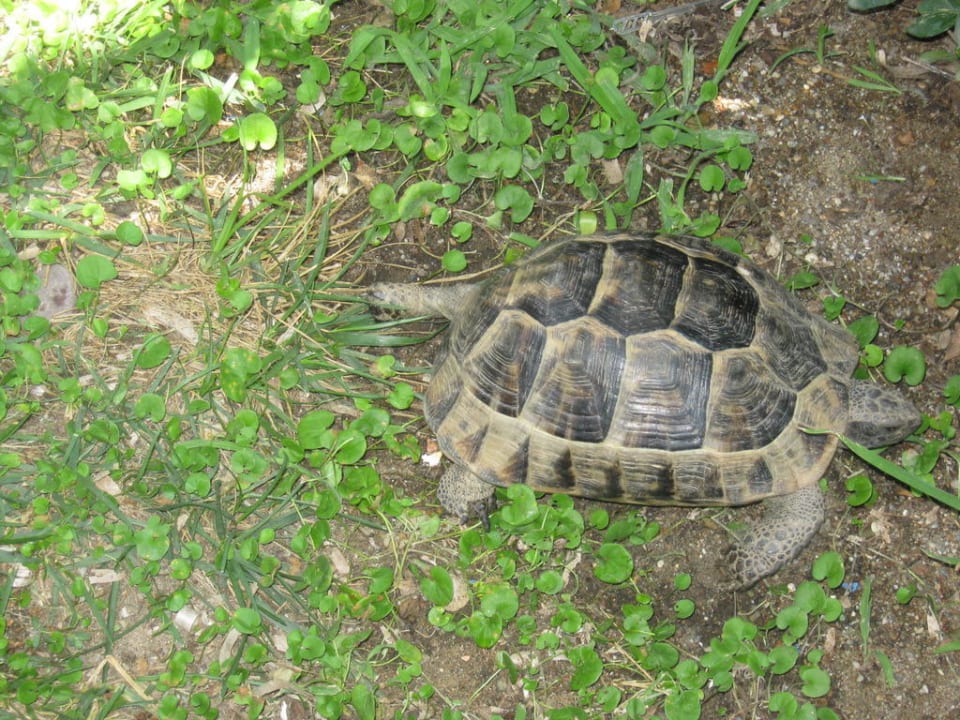 Schildkröte Sealife Buket Resort & Beach