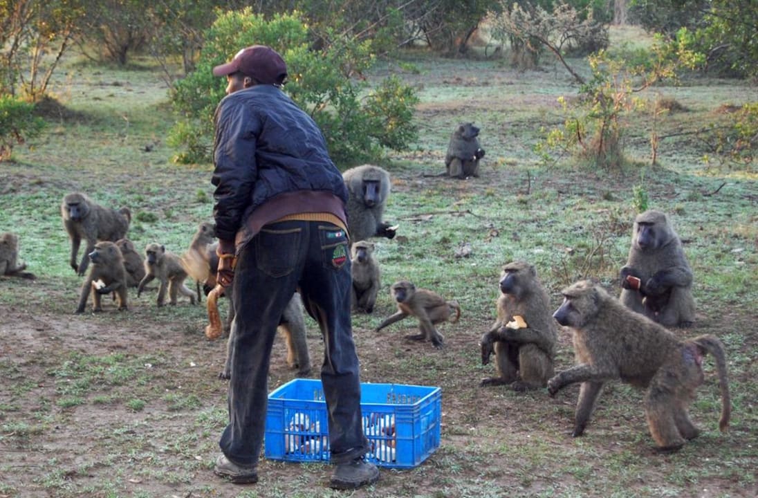 Morgentliche Fütterung der Affen Royal Mara Safari Lodge