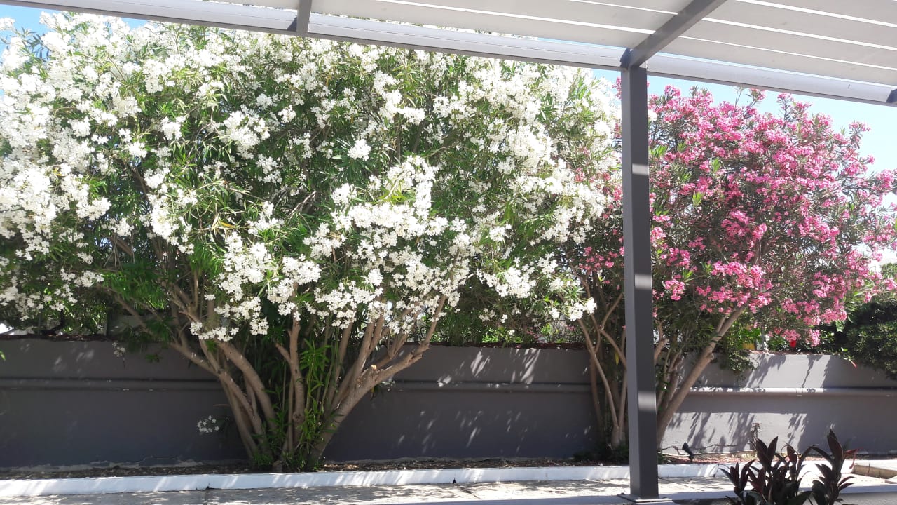 Ausblick Cosmopolitan Kos