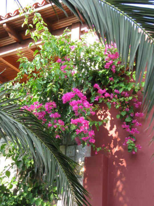 Gartenanlage vom Hotel Tiana Beach Resort