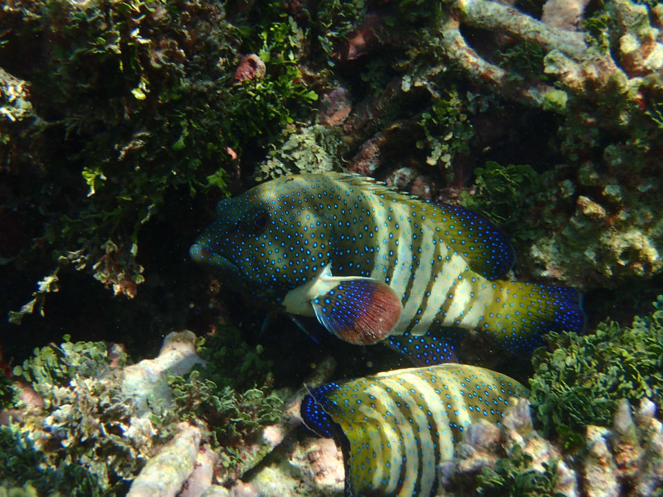Sonstiges Thulhagiri Island Resort