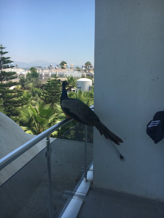 Zimmer Seaden Sea World Resort & Spa