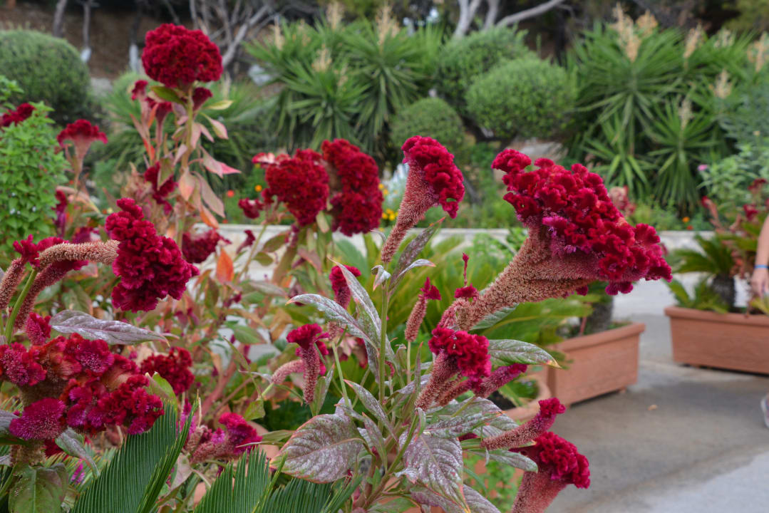 Gartenanlage Hotel Kalithea Horizon Royal