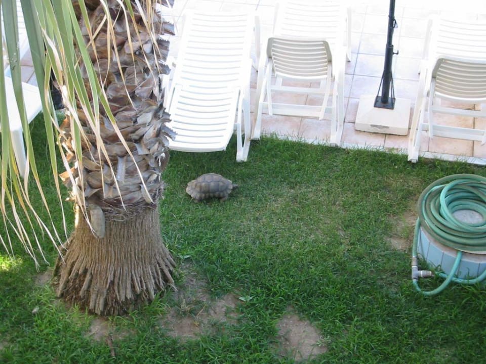Schildkröte am Pool Hotel Stavroula Palace