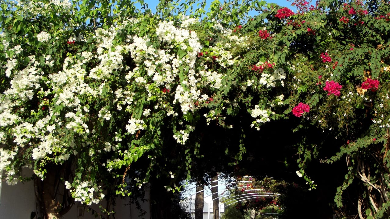 Weg zum Strand El Mouradi Club Kantaoui