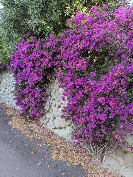 Gartenanlage Hotel Paradiso Terme Resort & SPA