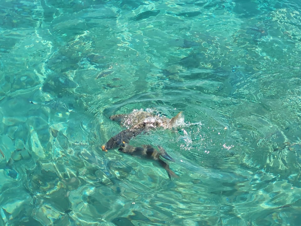 Strand Hotel Kalithea Horizon Royal