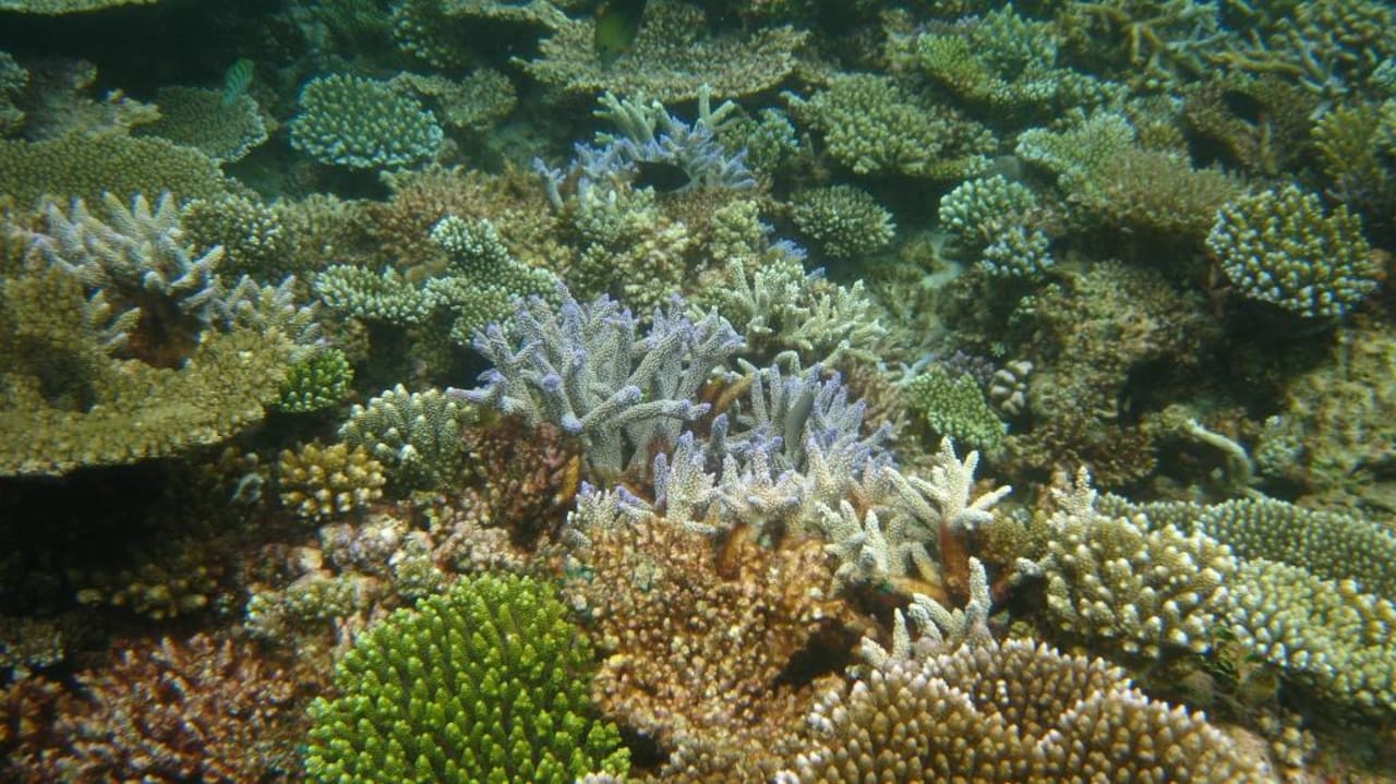 Riff Thulhagiri Island Resort Thulhagiri Island Resort