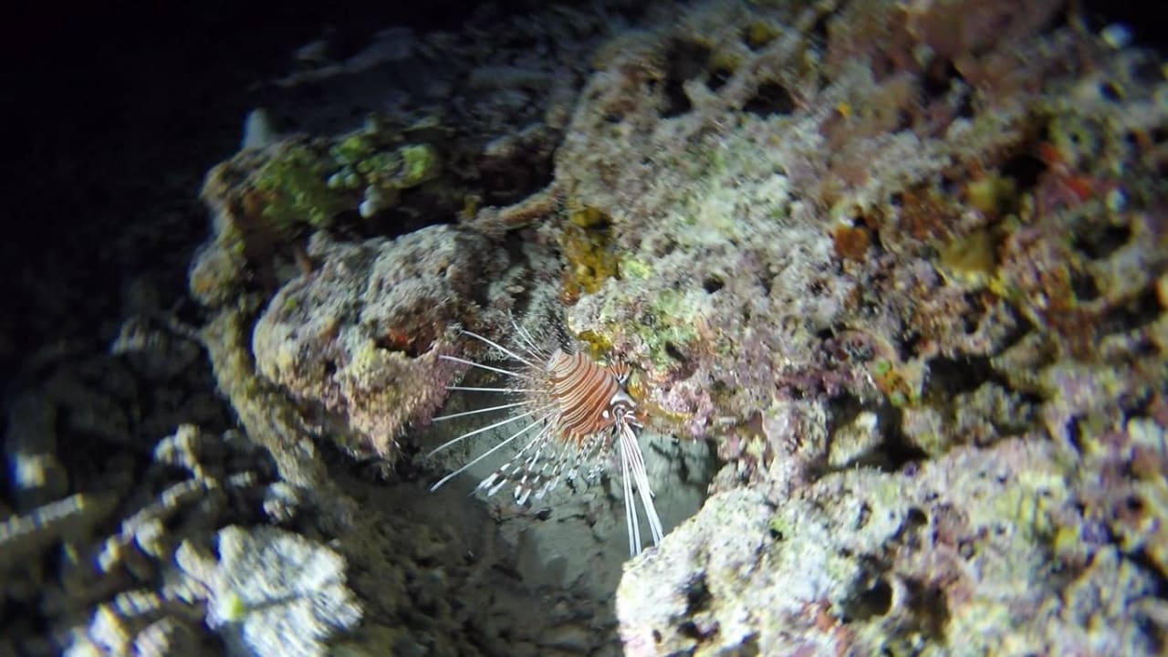 Feuerfisch am Hausriff Fihalhohi Maldives