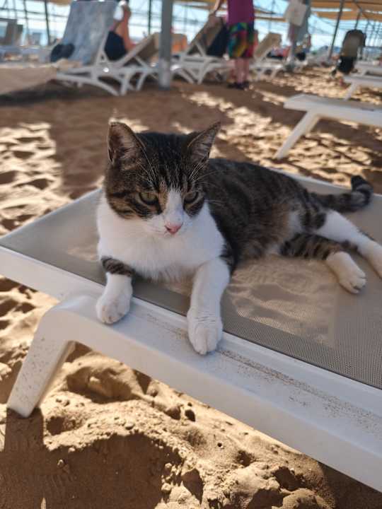 Strand Seashell Vega