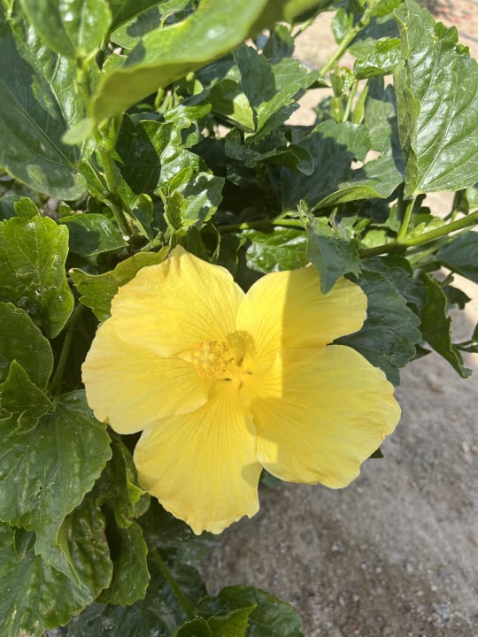 Gartenanlage Pickalbatros Vita Resort - Portofino Marsa Alam