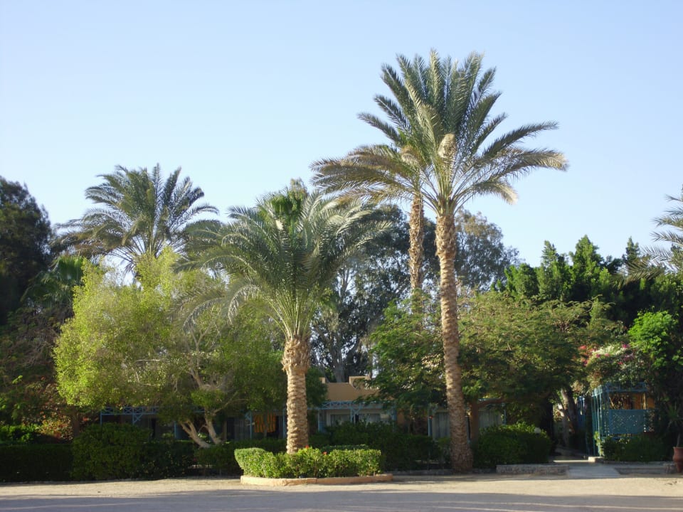 Garten Giftun Azur Resort