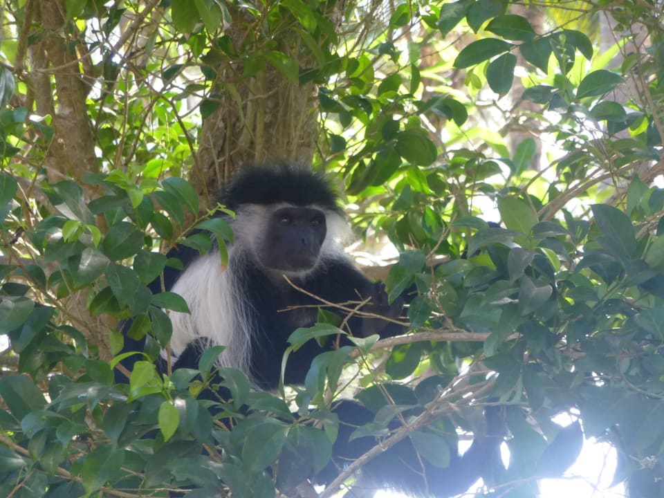 Colobus Familie zu Besuch Hotel Diani Sea Lodge