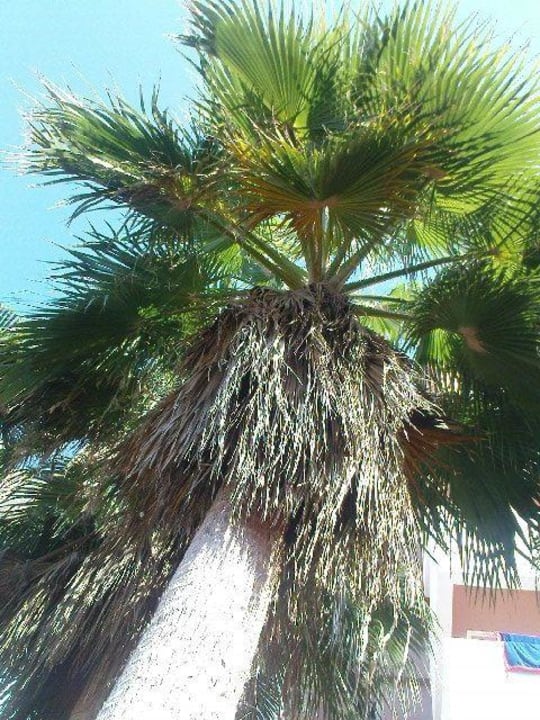 Eine der vielen Schattenspender am Pool Aparthotel Arena Center