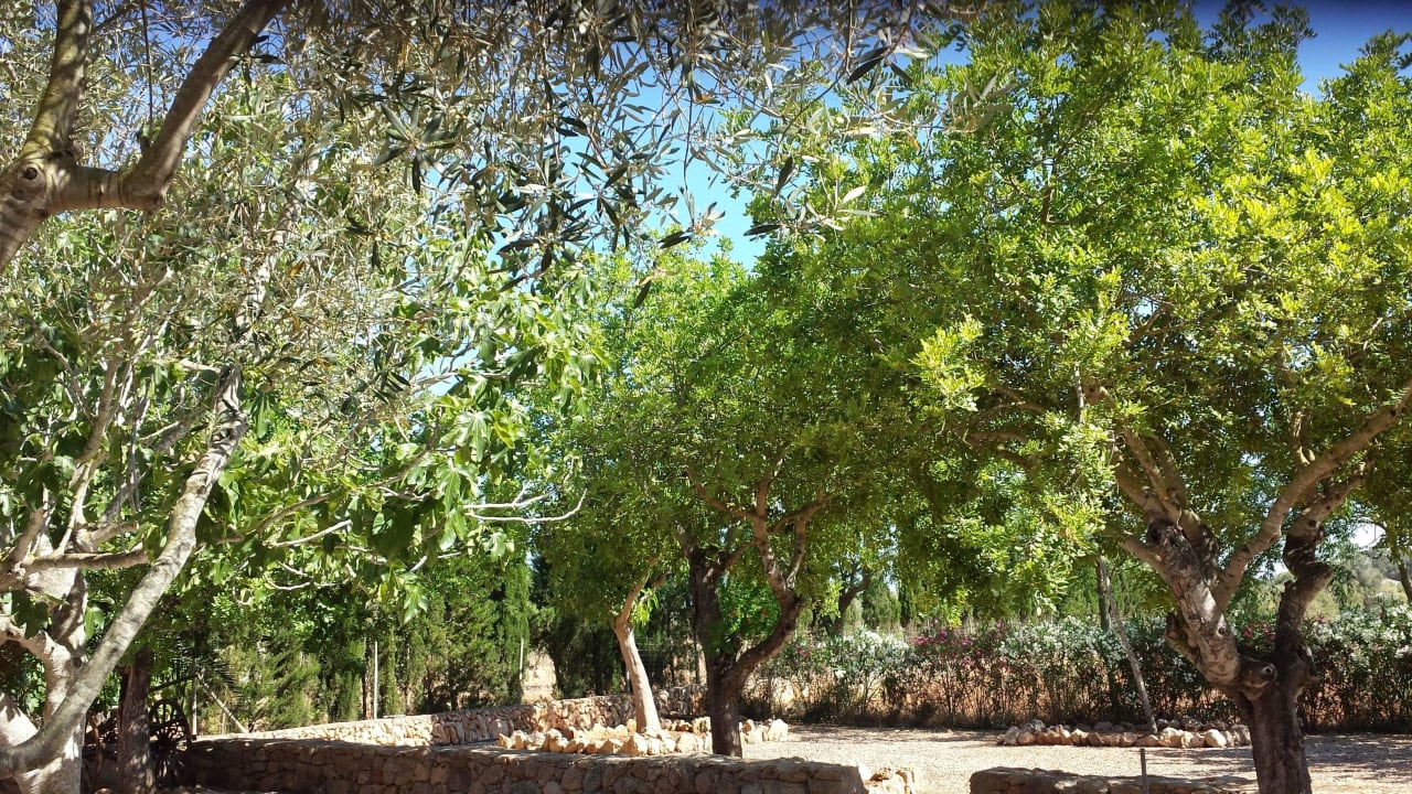 Blick nach Draussen Finca Son Guardiola