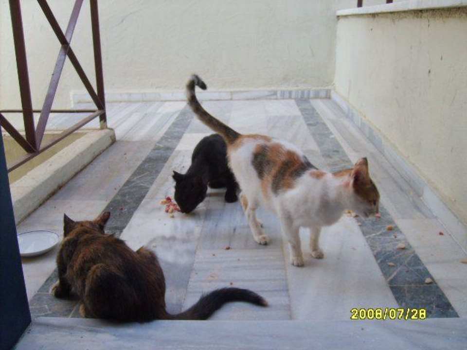 Hotelkatzen Hotel Sirma