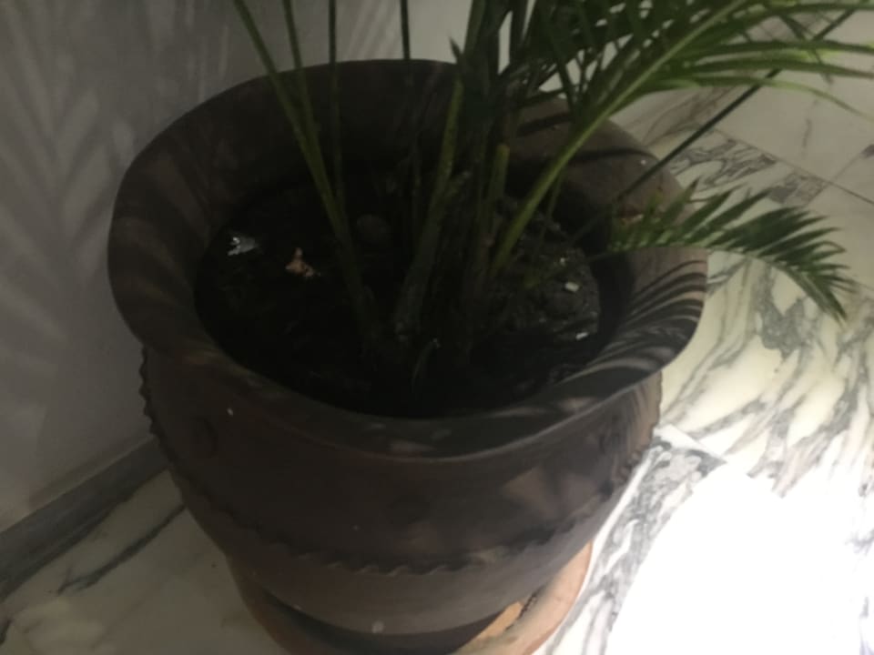 Gartenanlage SBH Fuerteventura Playa