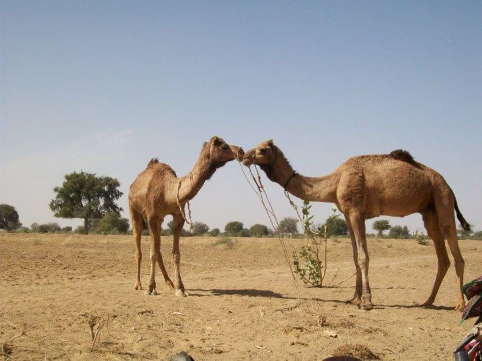 Camel safari Hotel Mystic Jaisalmer