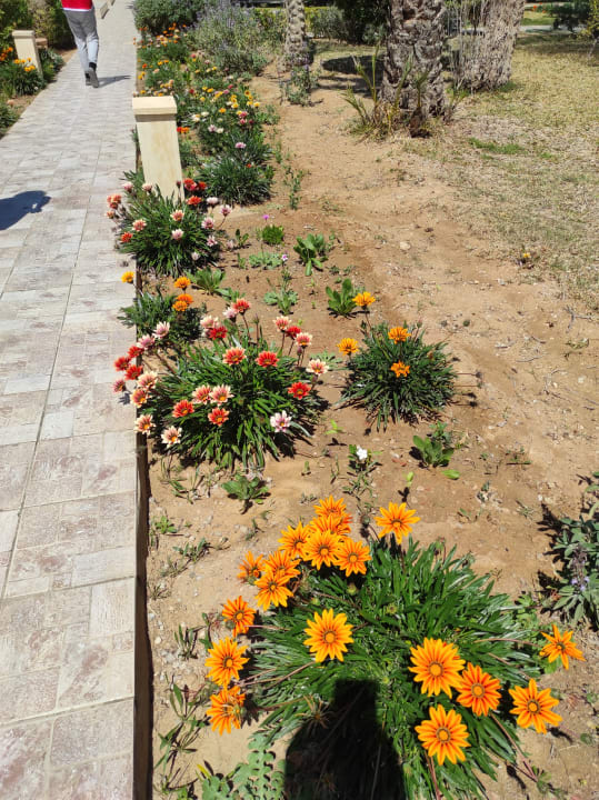 "Gartenanlage" Seabel Alhambra Beach Golf & Spa (Port ElKantaoui