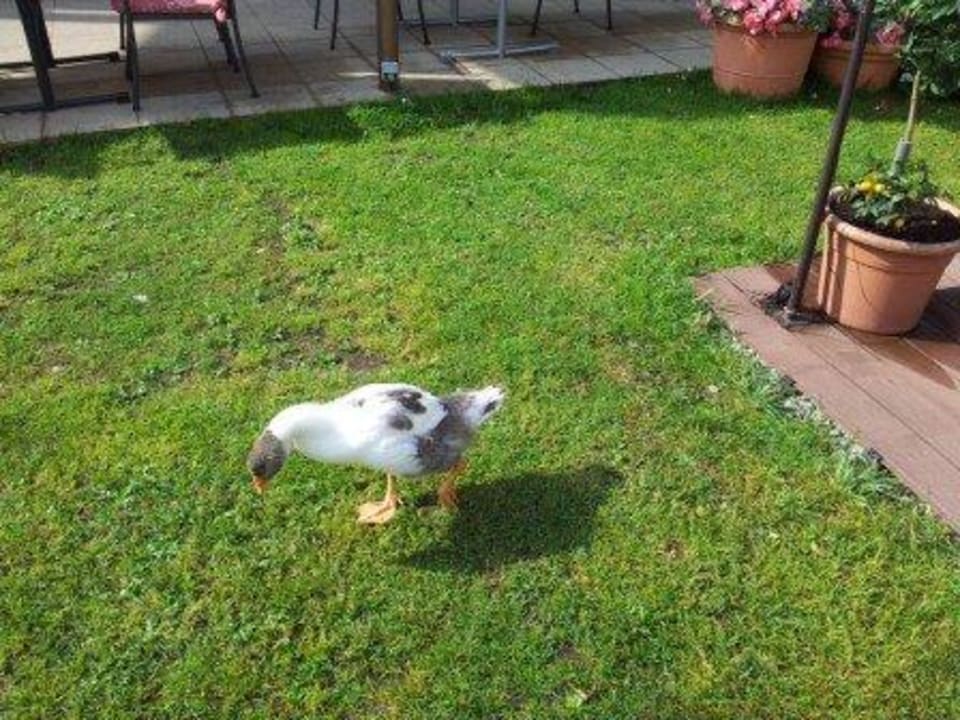 Abendessen1 Hotel Kohlerhof