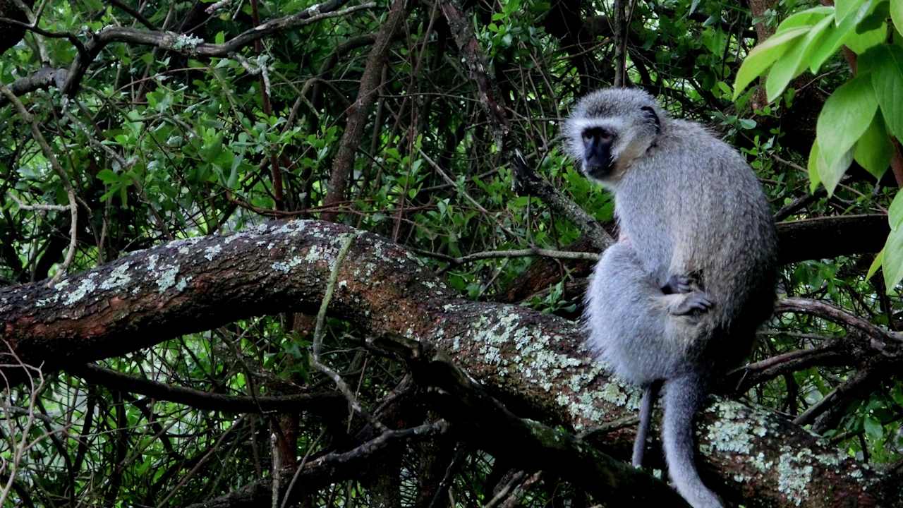 Besuch am Bungalow Ntshondwe Camp