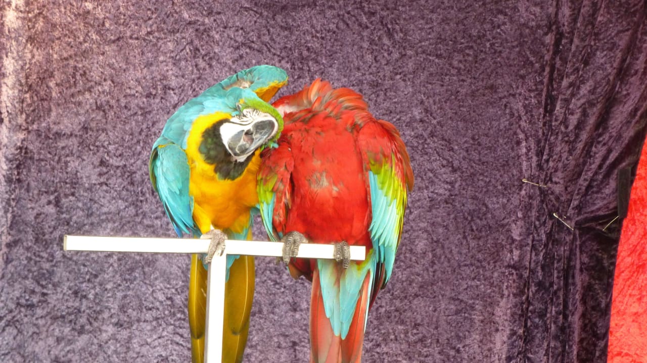 Papageienshow Barceló Portinatx - Adults only