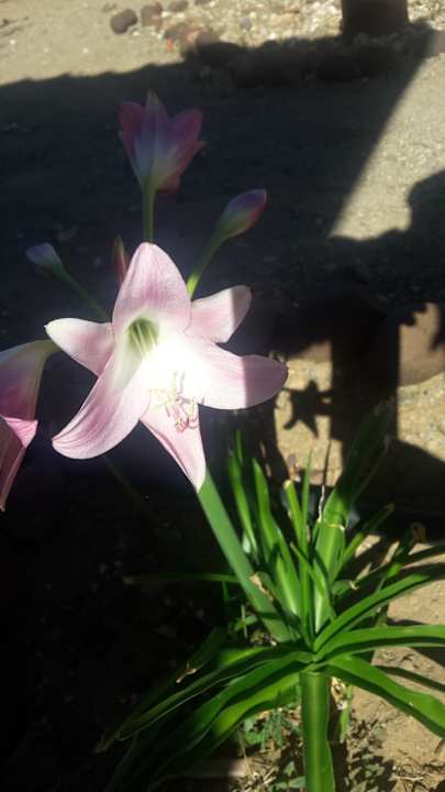 Gartenanlage Tismaree Guestfarm