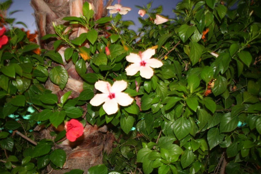 Hibiskusblüten Hotel Meryan