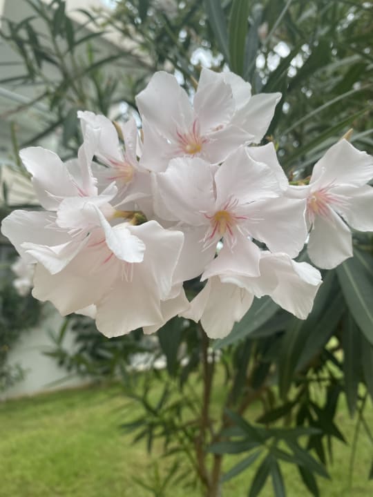 Gartenanlage Lyttos Beach Hotel