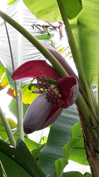 Bananenpflanzen  Apartamentos Casablanca