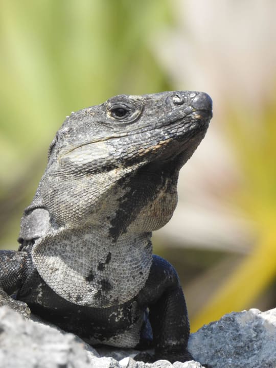 Die Jungs gibt's reichlich...aber ohne Gefahr Akumal Bay Beach & Wellness Resort